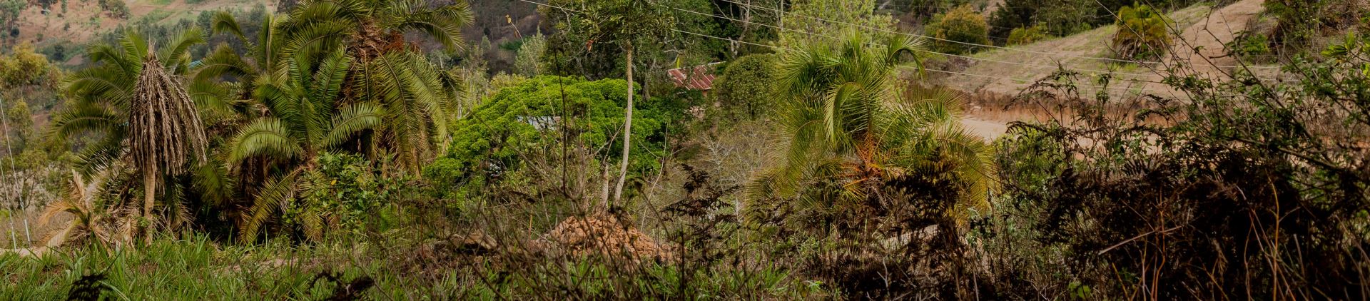 Call for Proposals: Pilot Projects on the Development of Climate Resilient Value Chains of Biodiversity Products and Services in Africa’s Forest Biodiversity Hotspots