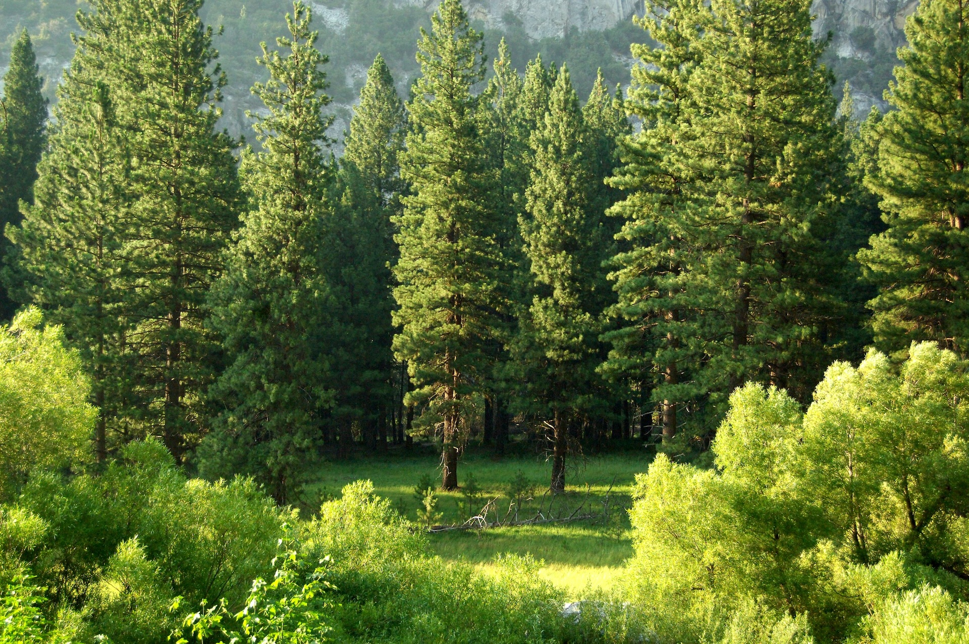 2026 IUFRO Small Scale Forestry and Forest History and Traditional Knowledge Joint Conference The Supply of Forest Products and Services from Small-Scale Forests, Agroforestry, Farms, and Community Lands