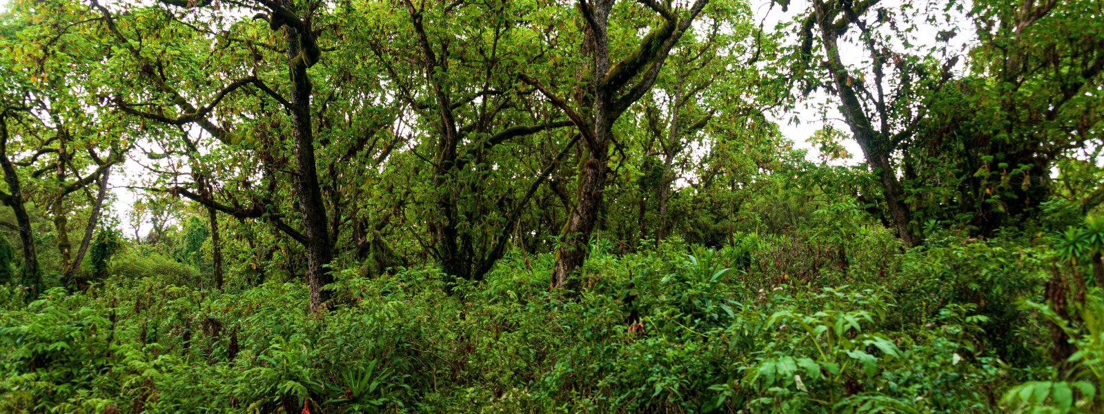 AFF – HLG Monthly Monitoring of EU Forest Value Chains.  Vol. 2, No. 7, April 2026