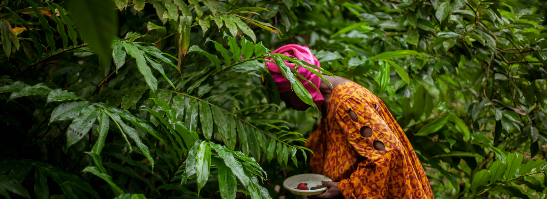 PRESS RELEASE: Africa’s forests at a crossroads: AFF research reveals pathways to green transformation amid rising pressures