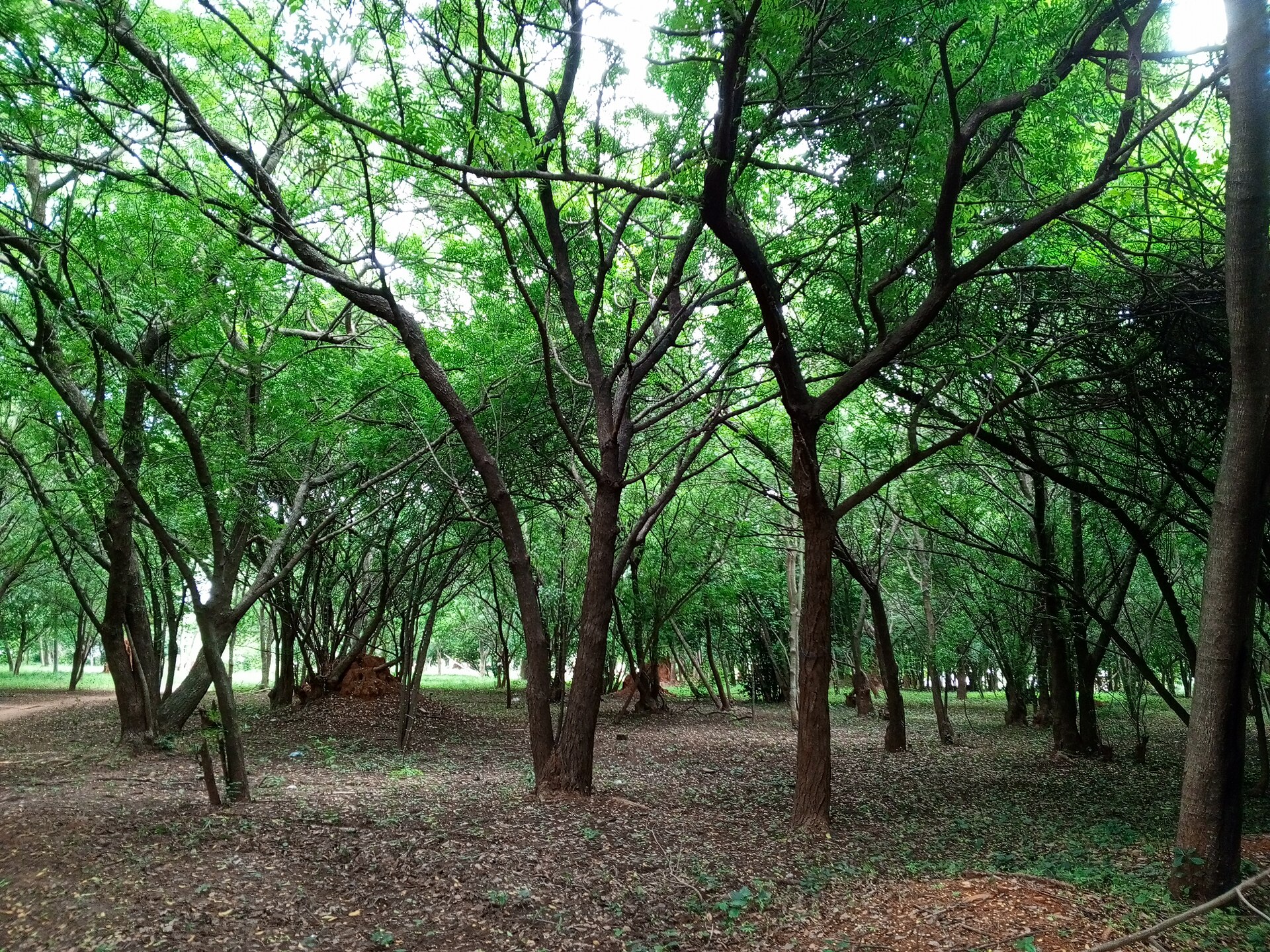 HLG–AFF Monthly Monitoring of EU Forest Value Chains - Vol. 2 No. 9 (June 2026)
