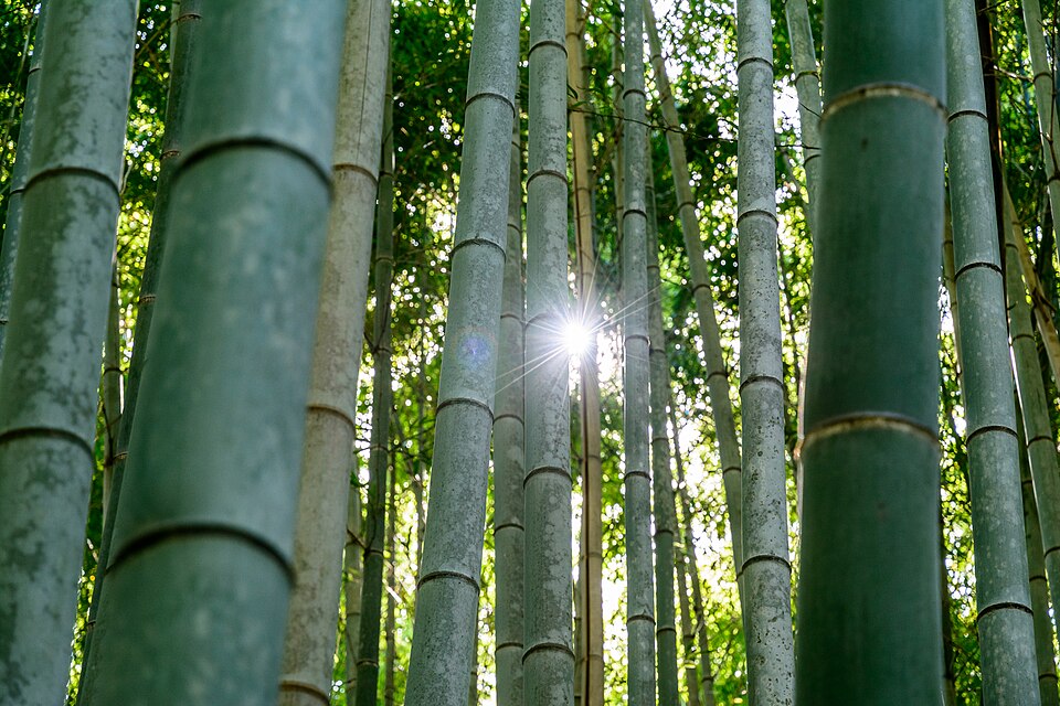 From Groves to Green Jobs: Innovative Bamboo Business Models and Technologies for Climate-Resilient Youth Employment in Africa