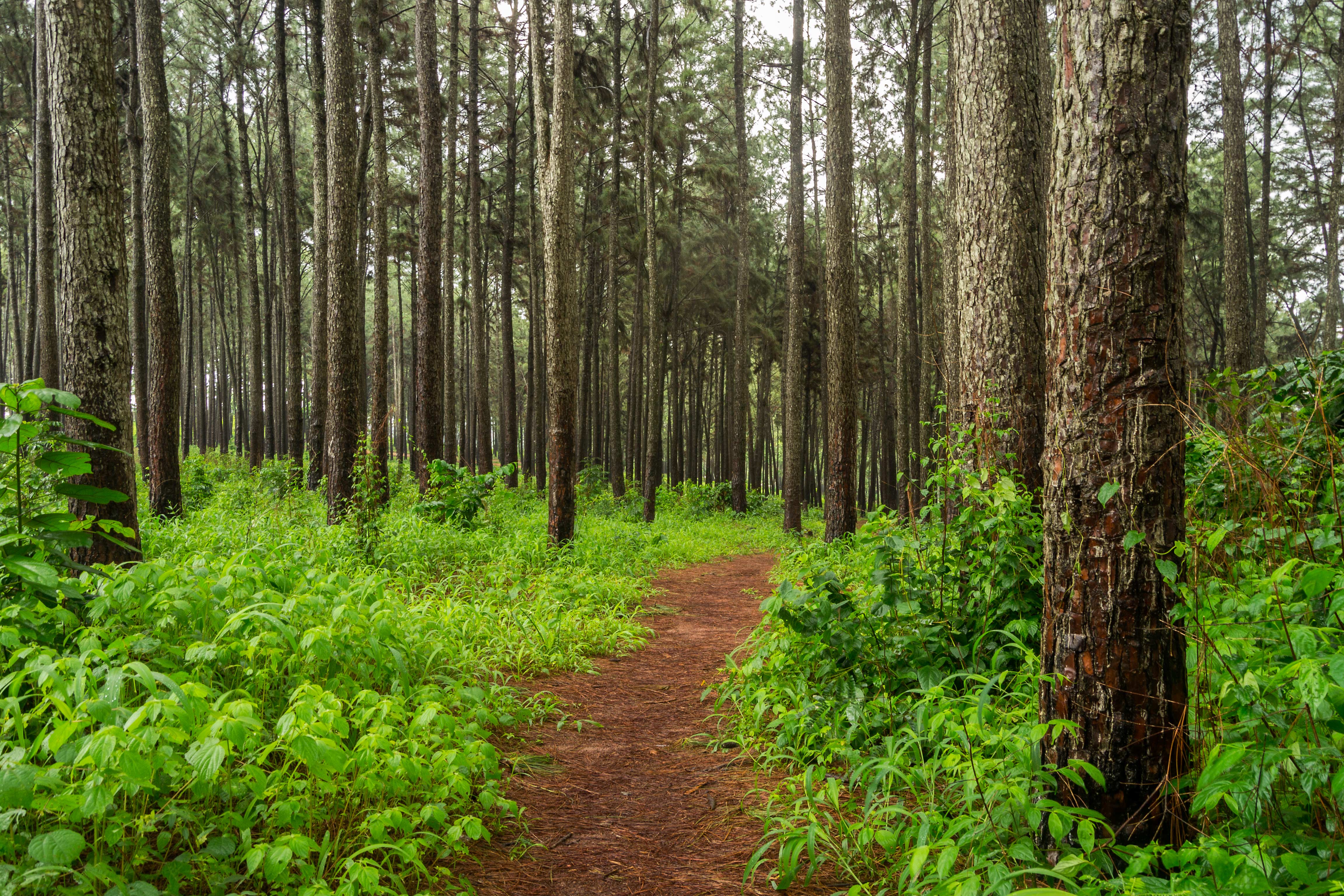 Investing in Africa’s Forest Future: High-Level Business and Philanthropic Leaders Roundtable