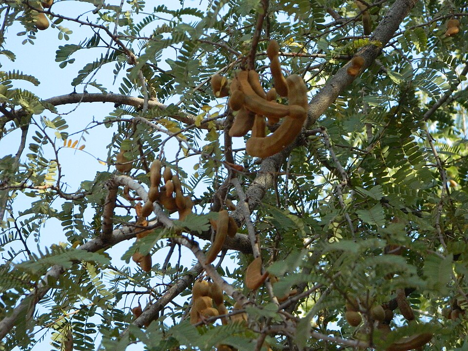 AFF to Convene National Workshop on Fair and Inclusive Tamarind Business Development in Kenya