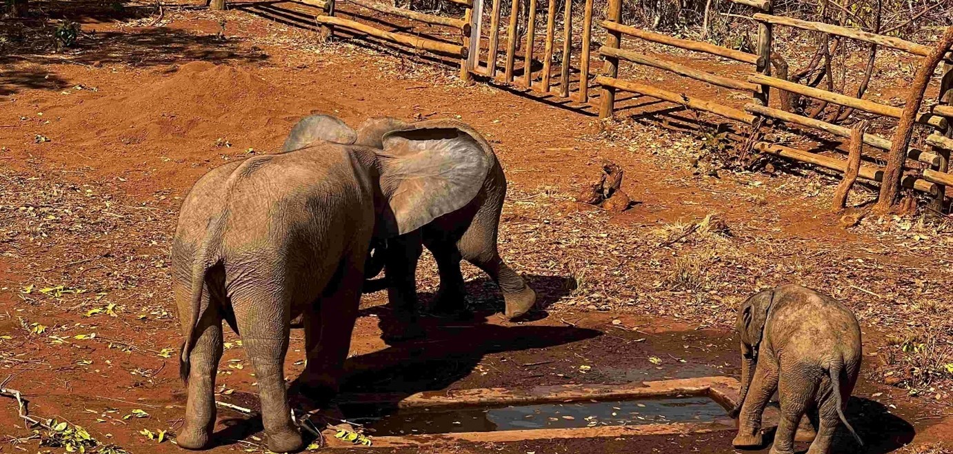 Elephant orphanage