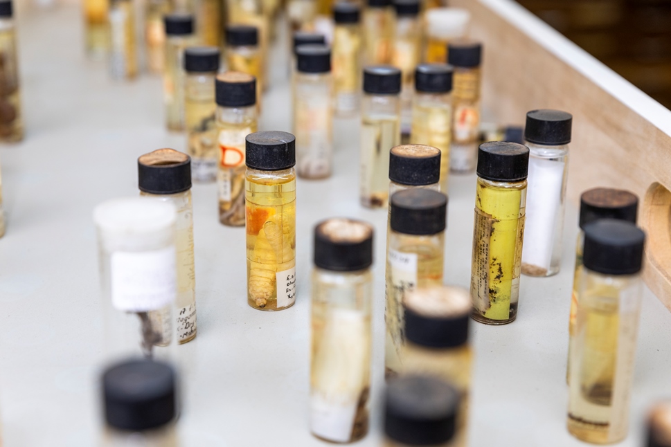 Insect specimen at the Kenya Forestry Research Institute (KEFRI). Photo: AFF