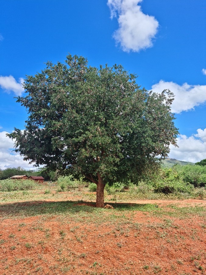 Tamarind tree