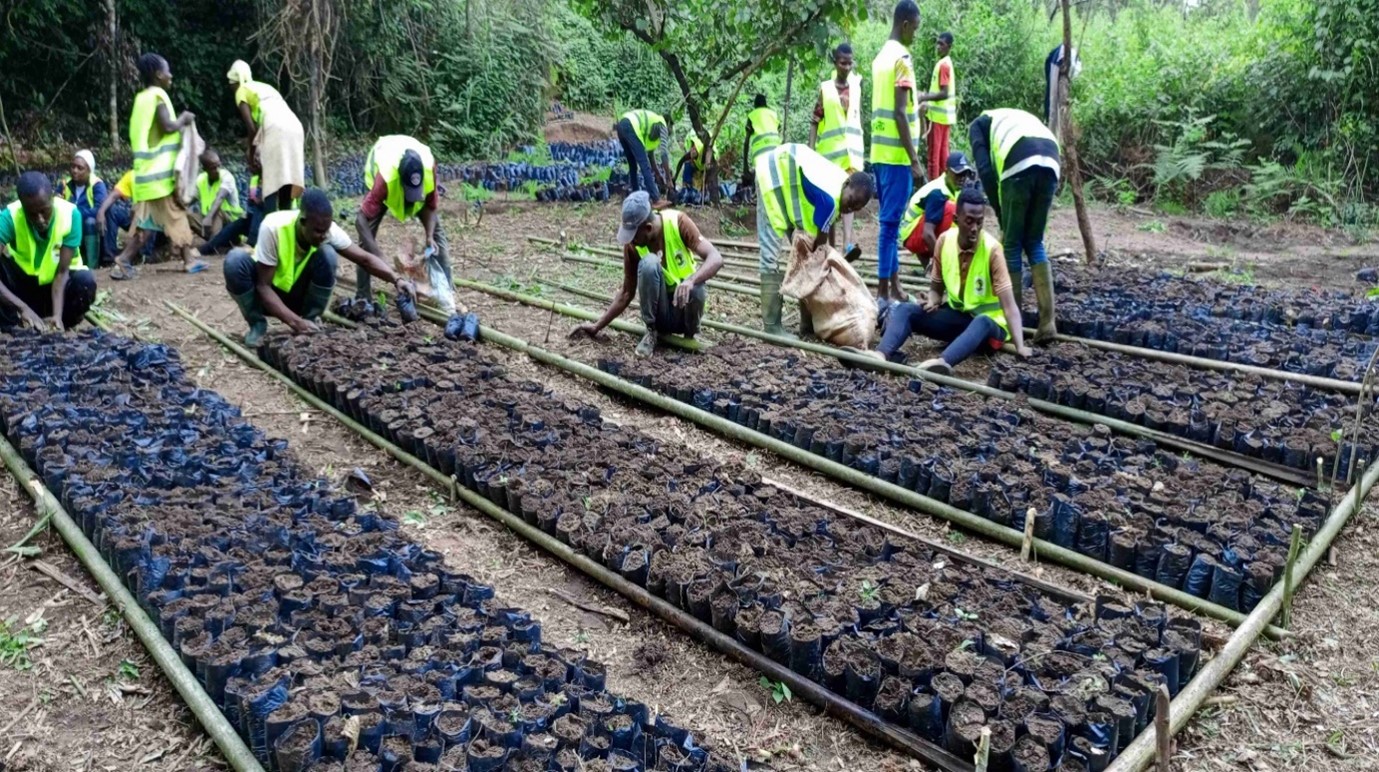 Tree nursery by Blessed Action for Africa in Cameroon. Photo : AFF